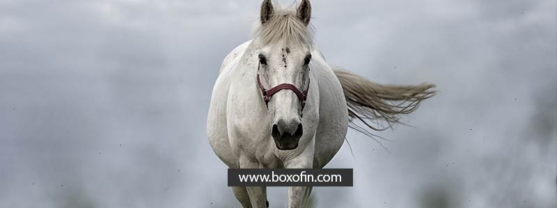 Do You Jump Too Fast on Your Horse?