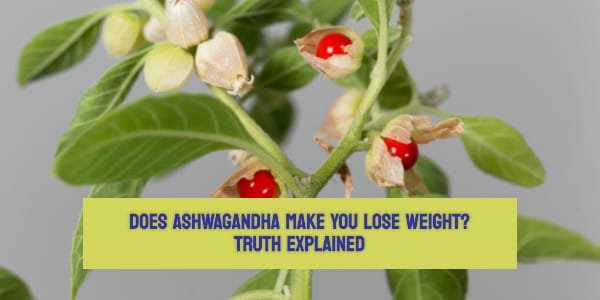 Does Ashwagandha Make You Lose Weight? Truth Explained