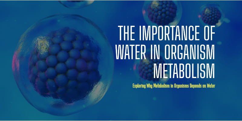 Explain Why Metabolism in Organisms Depends on Water: 101