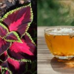 Plant Based Fat Burner Review No Caffeine