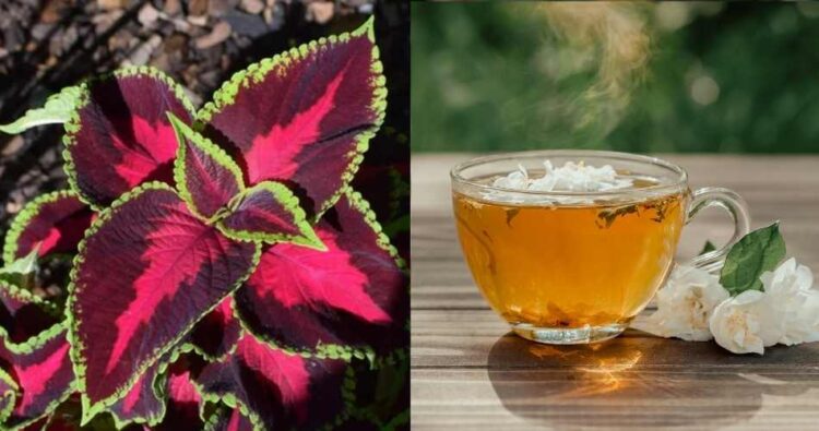 Plant Based Fat Burner Review No Caffeine